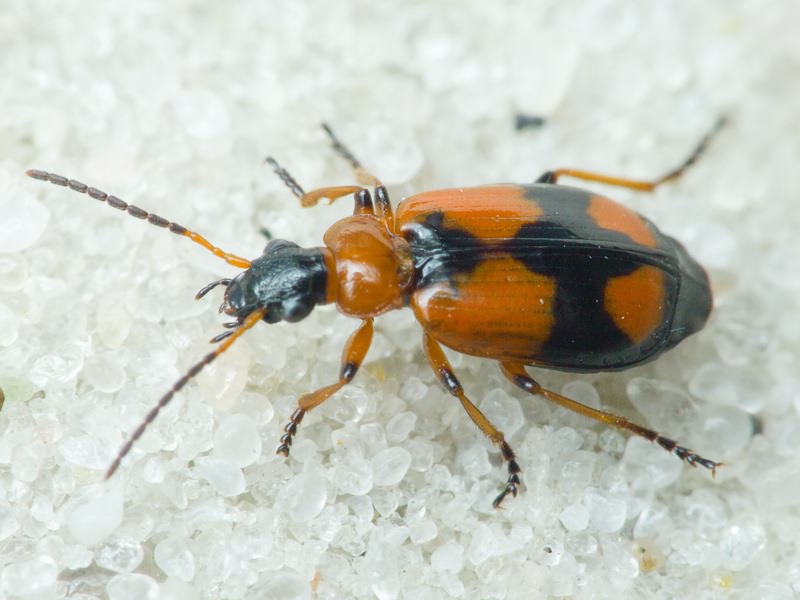 Lebia cruxminor (Linne, 1758)